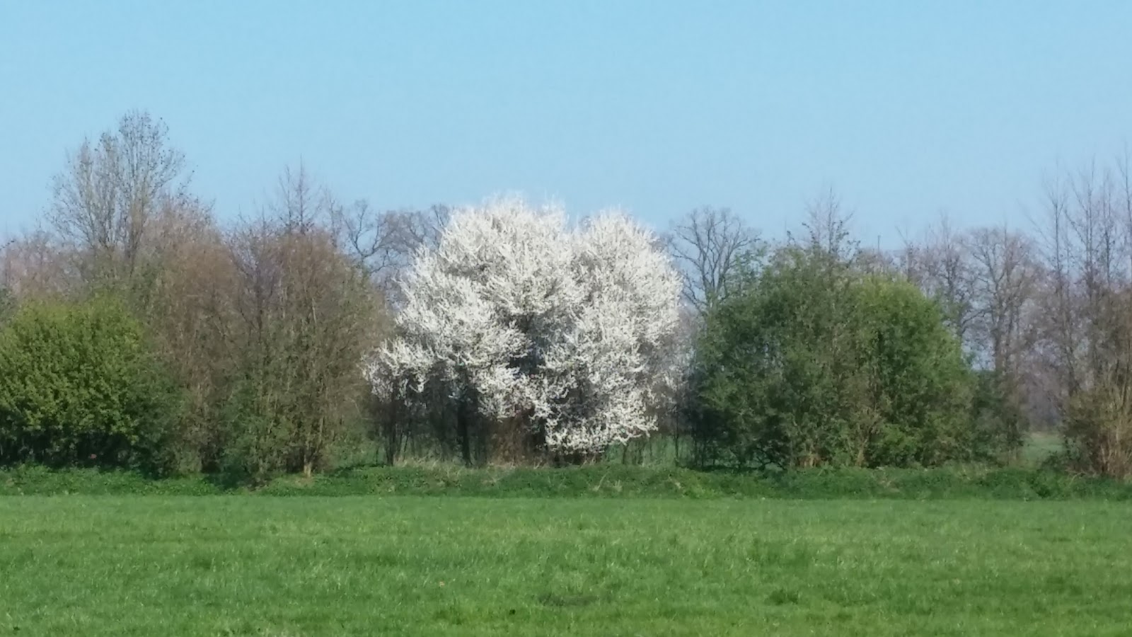 Foto van A. Meerveld