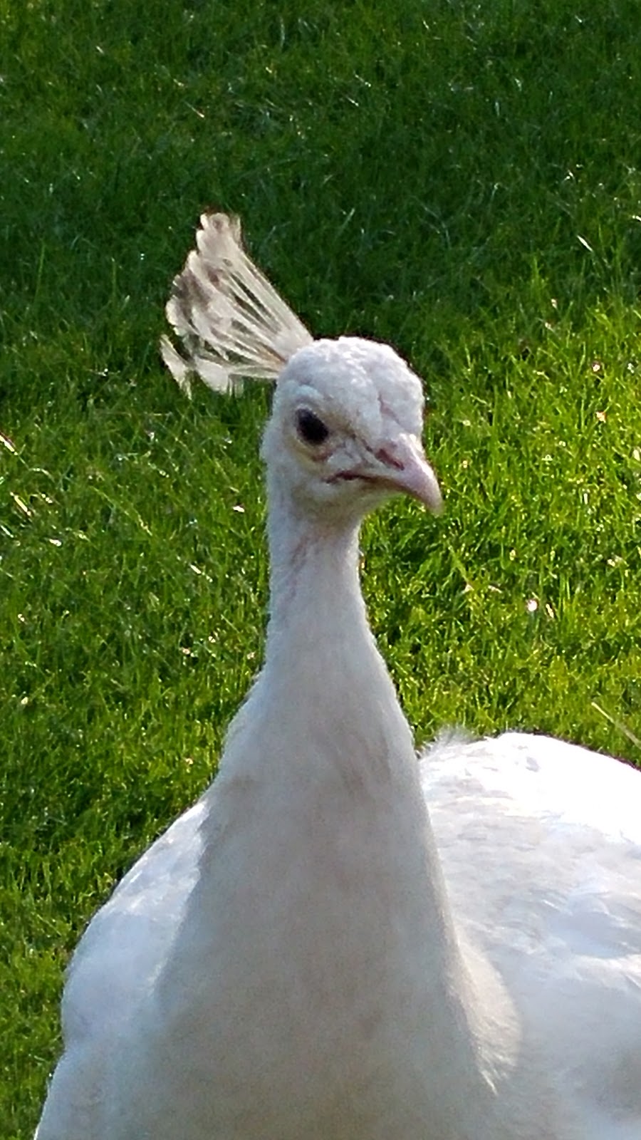 Foto van Andledon