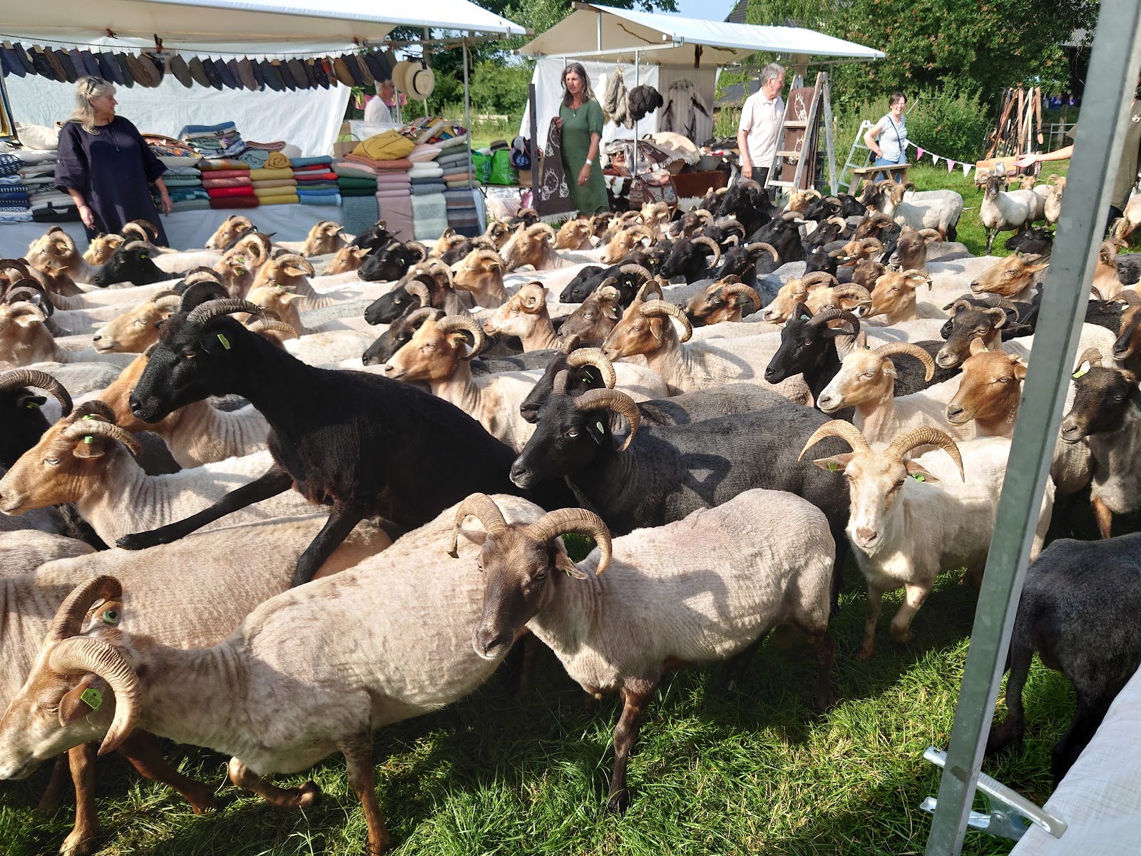 Foto van Herders van Balloo