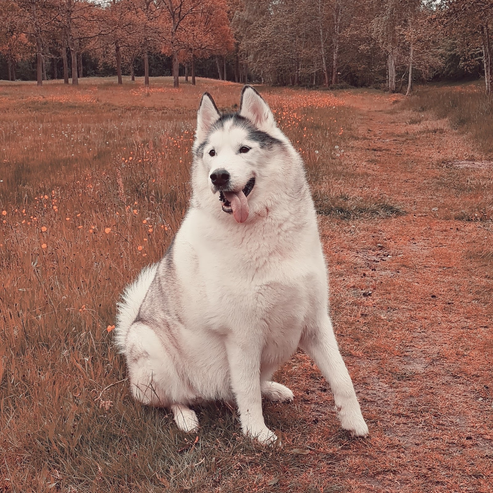 Foto van D'Aanloop Dierenpension