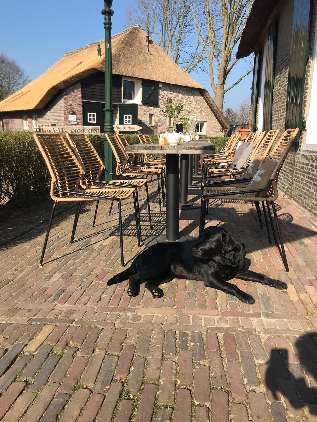 Foto van De Maaihoeve koffie, thee & lunch