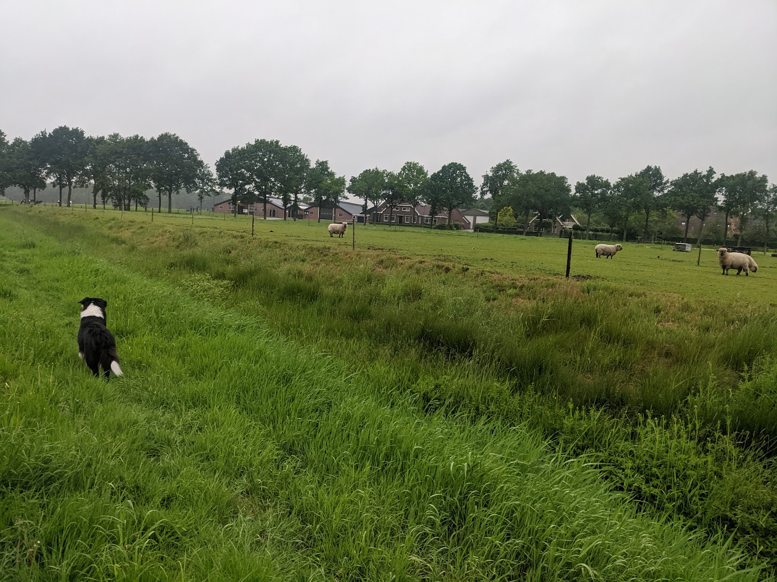 Foto van Huize te Lieveren