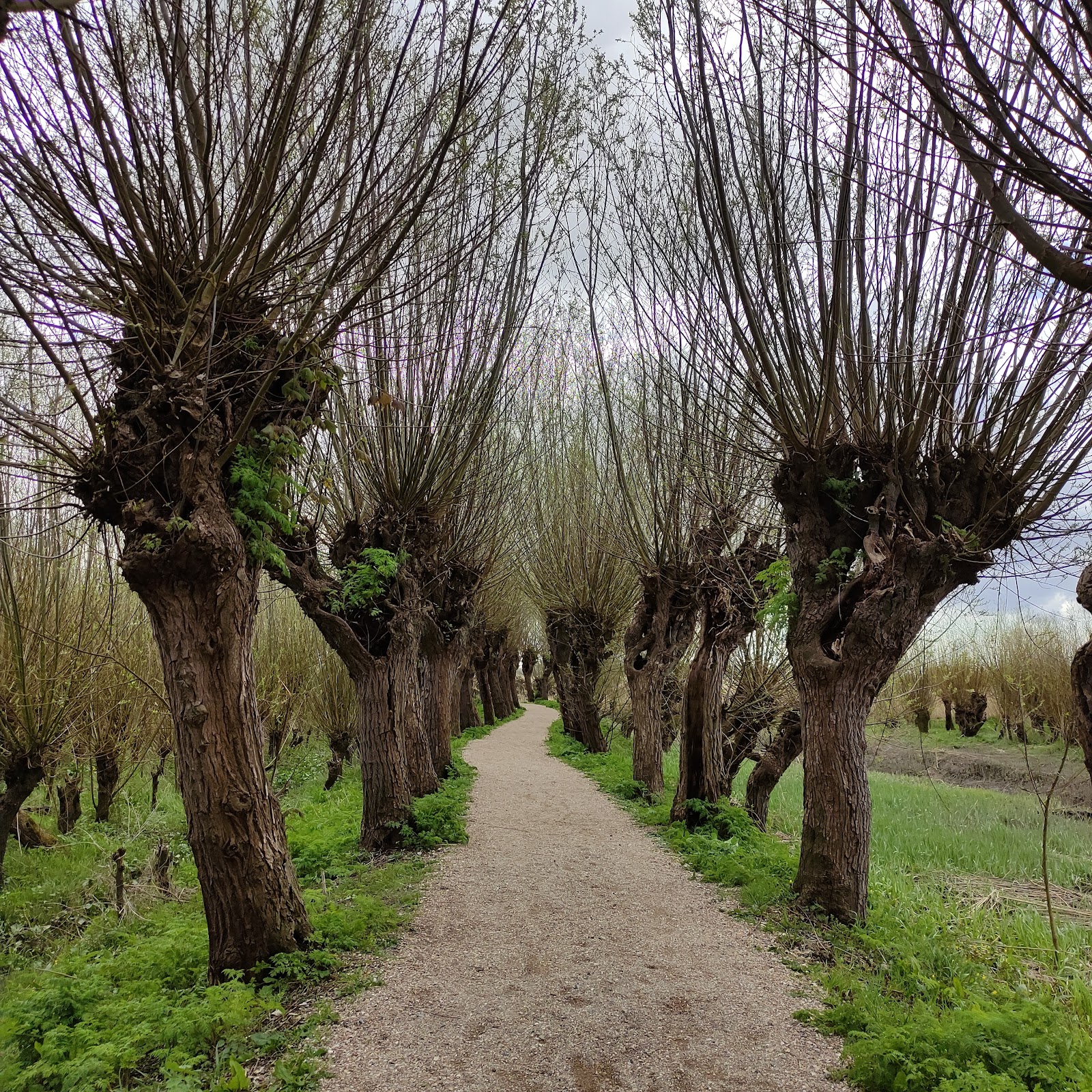 Foto van Rhoonse Grienden