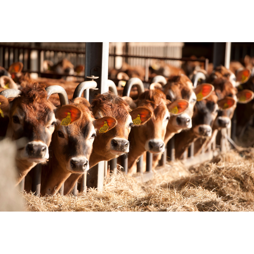 Foto van Gouden Boaiem Biodynamisch Melkveehouderij familie S.K. Bokma