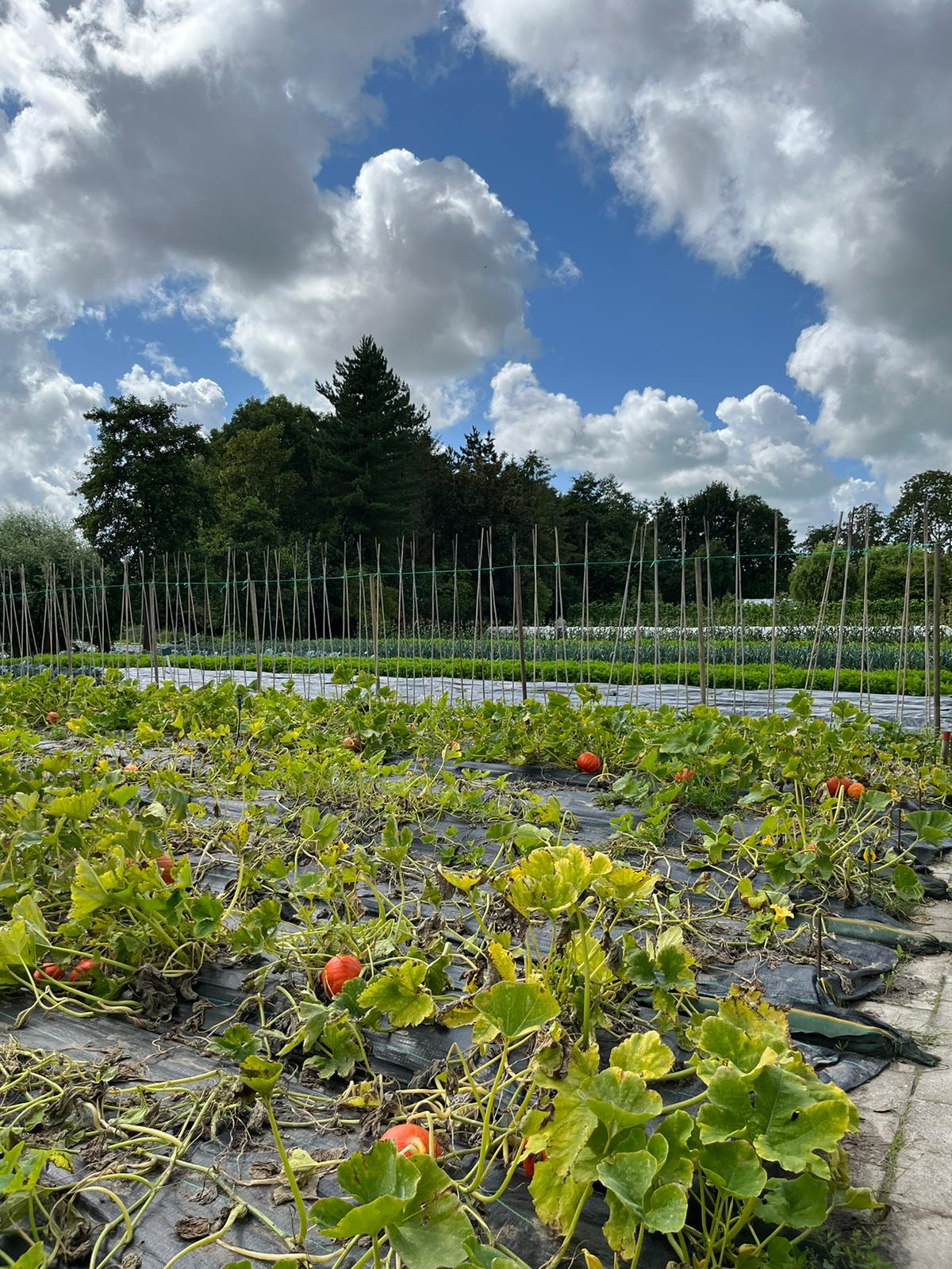 Foto van Stichting Doarpstún Snakkerbuorren