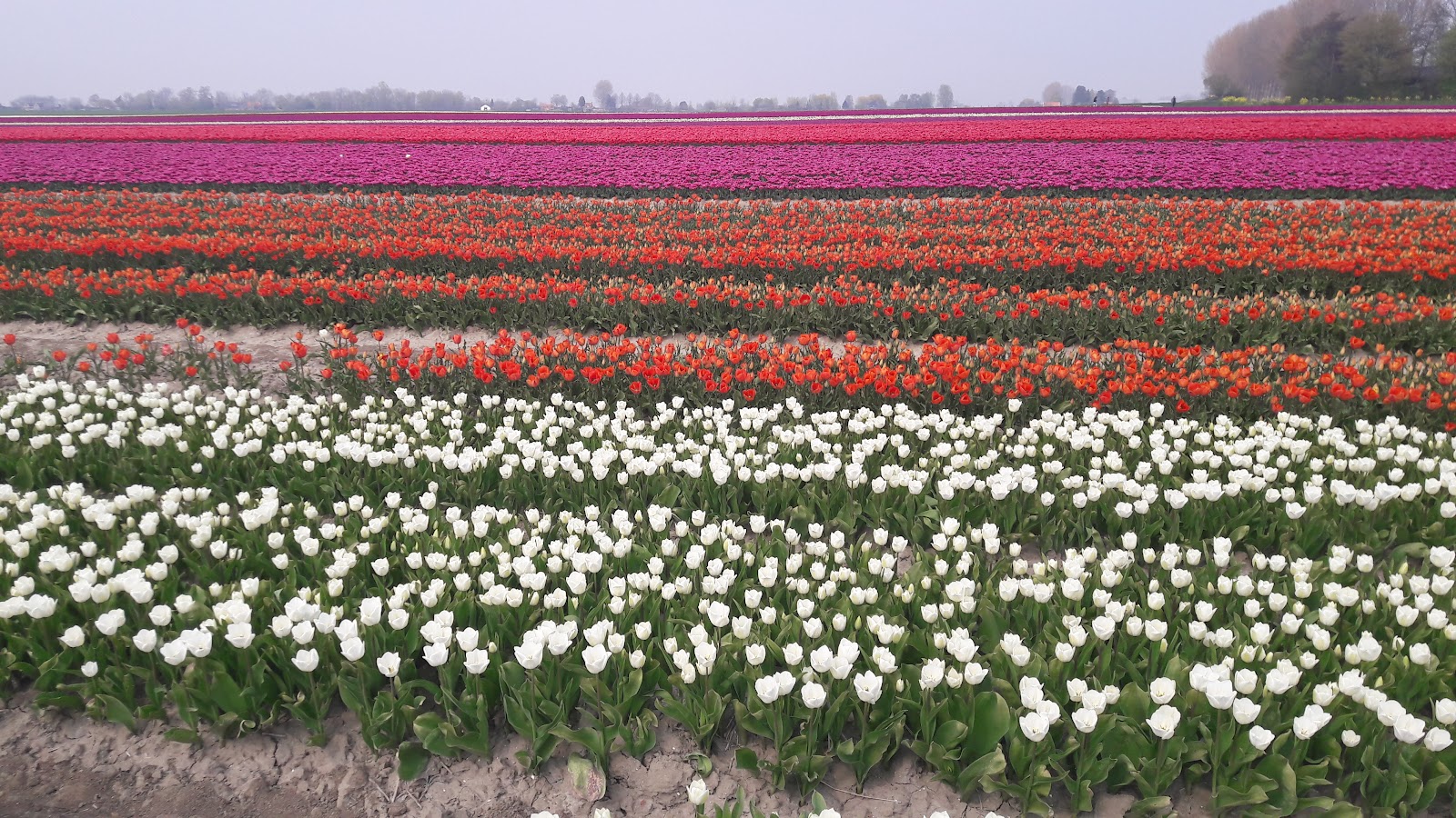Foto van Ter Hole