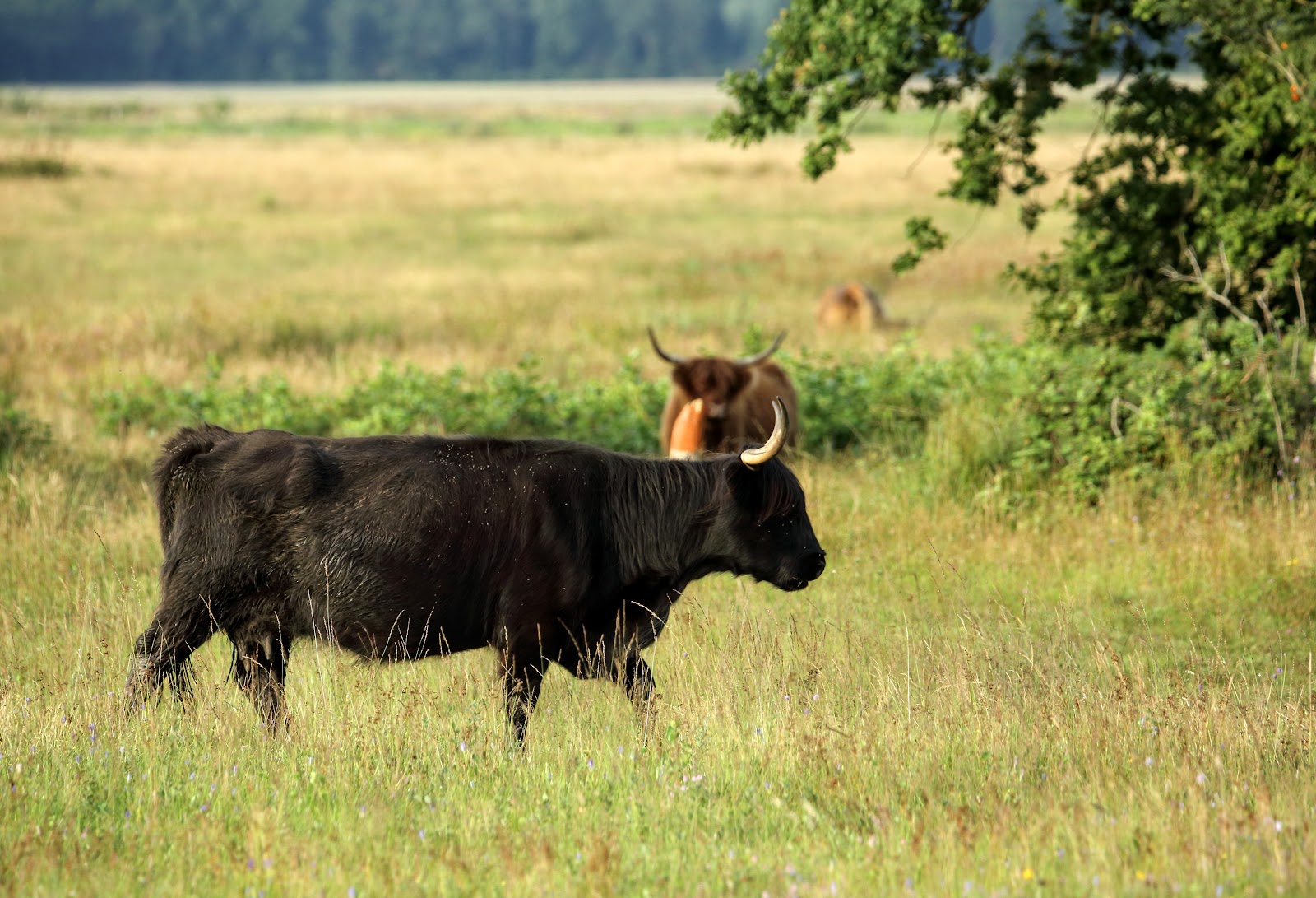 Foto van De Kudde van Anloo / Landwinkel "De Grazerij"