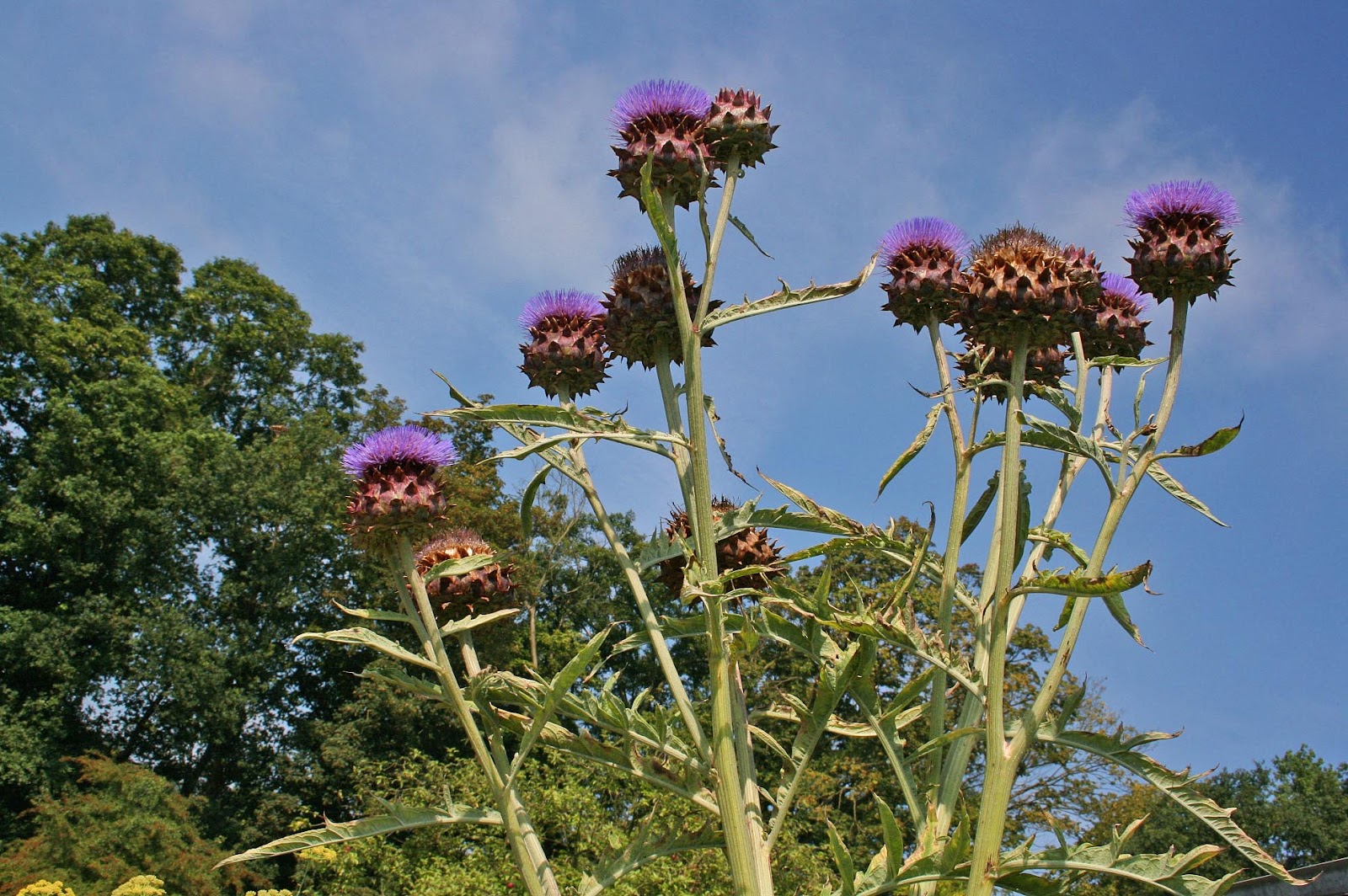 Foto van Biologische Tuinderij Land en Boschzigt