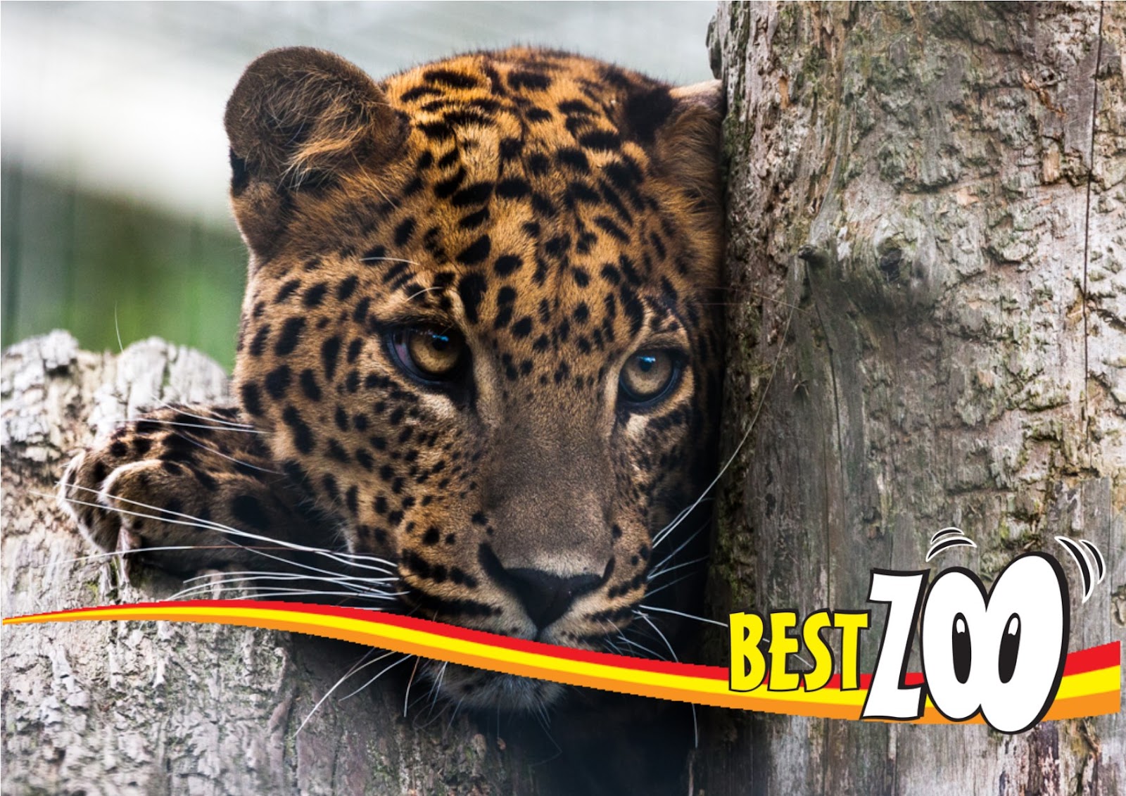 Foto van BestZOO
