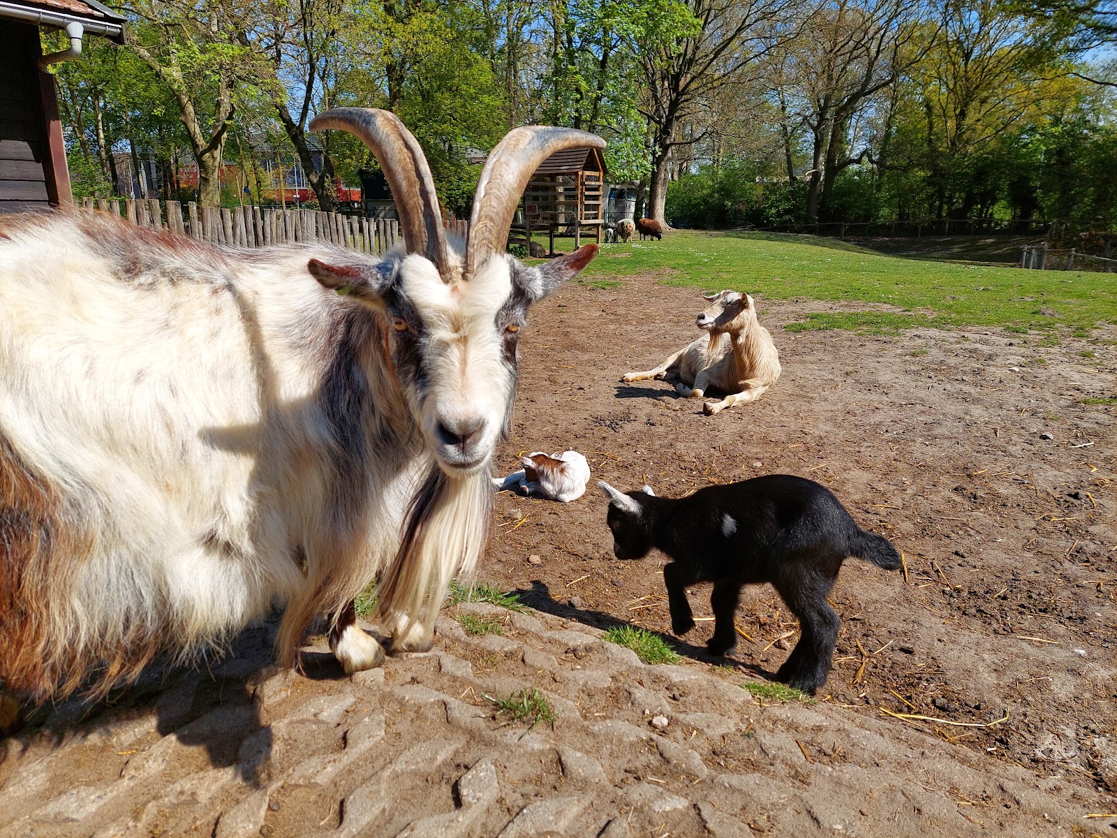 Foto van Kinderboerderij en Restaurant Hagerhof