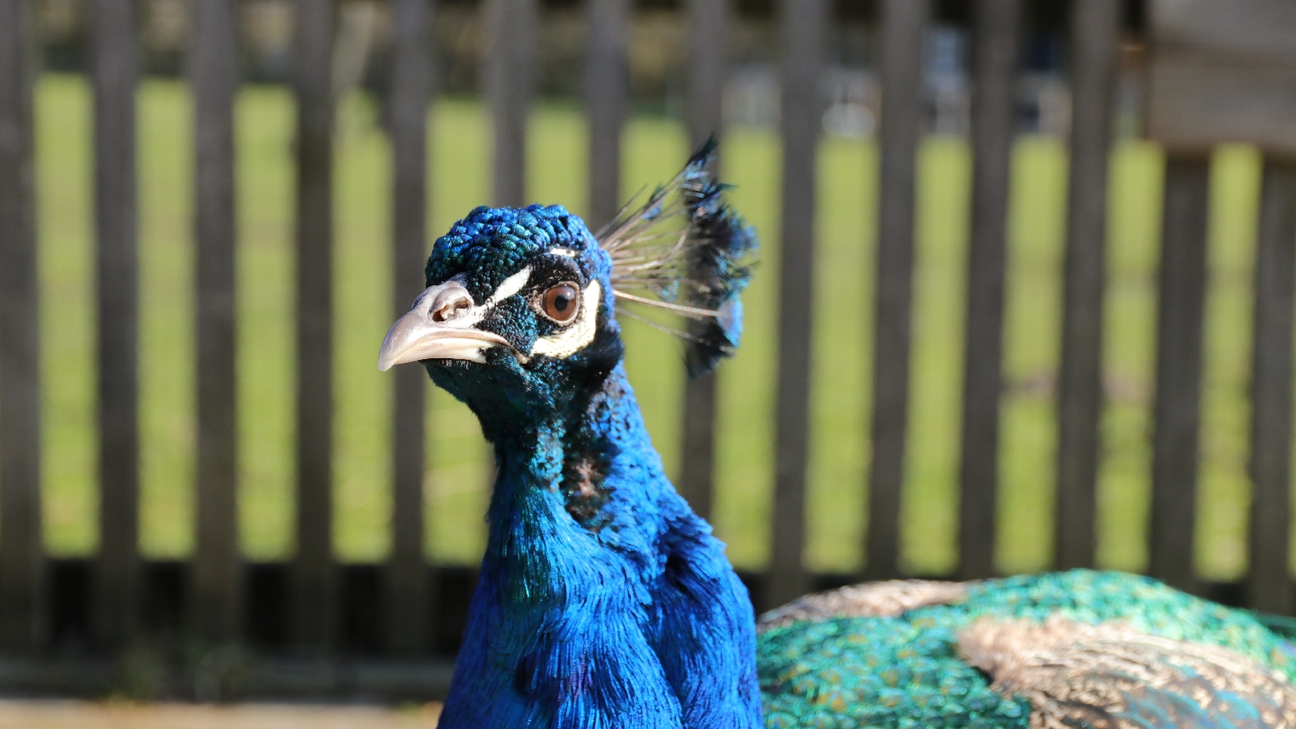 Foto van Stadsboerderij & Waterspeeltuin BuytenDelft